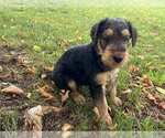 Small Photo #14 Airedale Terrier Puppy For Sale in MOUNT JULIET, TN, USA