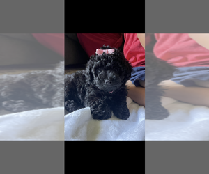 Poodle (Toy) Puppy for sale in NORFOLK, NY, USA