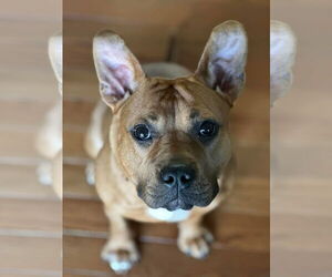 American Pit Bull Terrier-Unknown Mix Dogs for adoption in Hillsboro, MO, USA