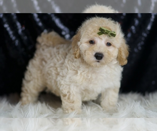 Medium Photo #3 Goldendoodle (Miniature) Puppy For Sale in WARSAW, IN, USA