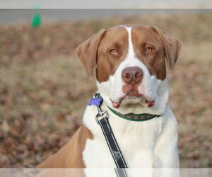 Finn - Male Saint Bernard-Unknown Mix Dog for Adoption - Photo #8