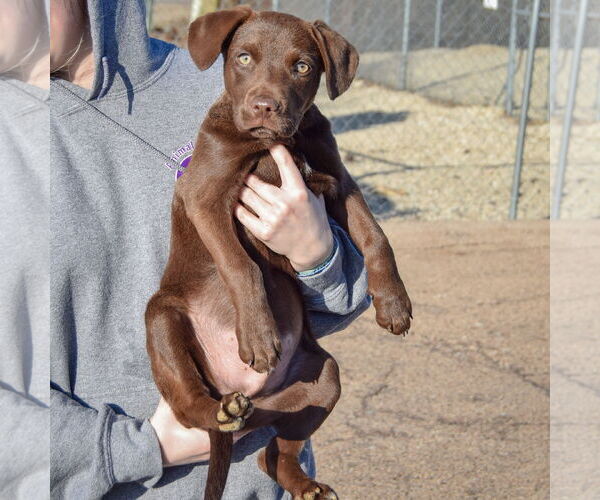 Medium Photo #4 Basset Hound-Chocolate Labrador retriever Mix Puppy For Sale in Huntley, IL, USA