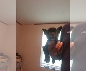 French Bulldog Puppy for sale in MCMINNVILLE, TN, USA
