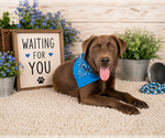 Small #1 Chocolate Labrador retriever Mix