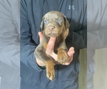 Small Photo #16 Doberman Pinscher Puppy For Sale in BARNETT, MO, USA