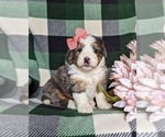 Small Photo #3 Bernedoodle (Miniature) Puppy For Sale in COCHRANVILLE, PA, USA
