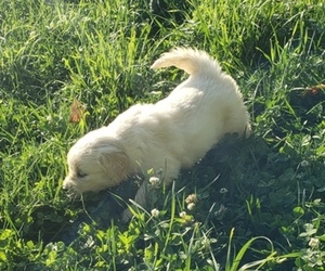 Golden Retriever Puppy for Sale in TWIN FALLS, Idaho USA
