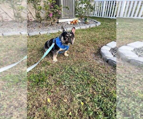 Medium Photo #1 French Bulldog Puppy For Sale in BRADENTON, FL, USA