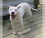 Small #8 American Pit Bull Terrier Mix
