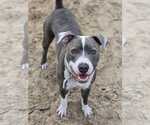 Small #6 American Bulldog Mix