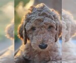 Small Photo #7 Goldendoodle Puppy For Sale in PENDLETON, SC, USA