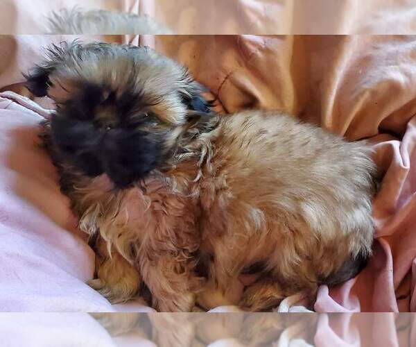 Medium Photo #3 Shih Tzu Puppy For Sale in CULBERTSON, NE, USA