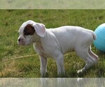 Small Photo #4 Boxer Puppy For Sale in SHIPSHEWANA, IN, USA