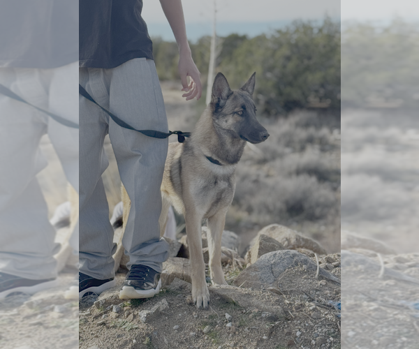 Medium Photo #2 German Shepherd Dog-Unknown Mix Puppy For Sale in Imlay City, MI, USA