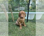 Small #10 Vizsla