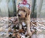 Small #29 F2 Aussiedoodle