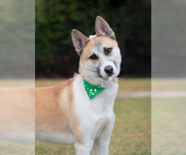 Medium Photo #1 Siberian Husky-Unknown Mix Puppy For Sale in Derwood, MD, USA