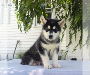 Alaskan Malamute Puppy for sale in GAP, PA, USA
