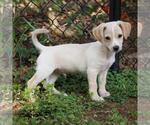 Small Photo #16 Chihuahua-Colonial Cocker Spaniel Mix Puppy For Sale in San Diego, CA, USA