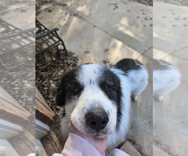 Medium Photo #3 Great Pyrenees Puppy For Sale in Thomasville, NC, USA