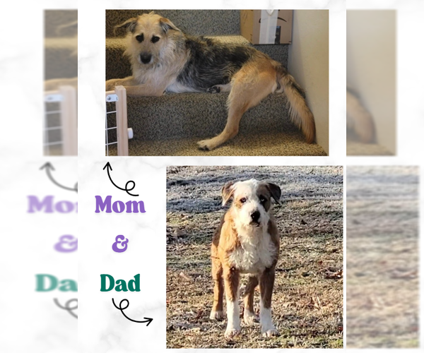 Medium Photo #2 Australian Shepherd-German Shepherd Dog Mix Puppy For Sale in Bolivar, MO, USA