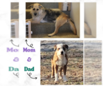 Small #1 Australian Shepherd-German Shepherd Dog Mix