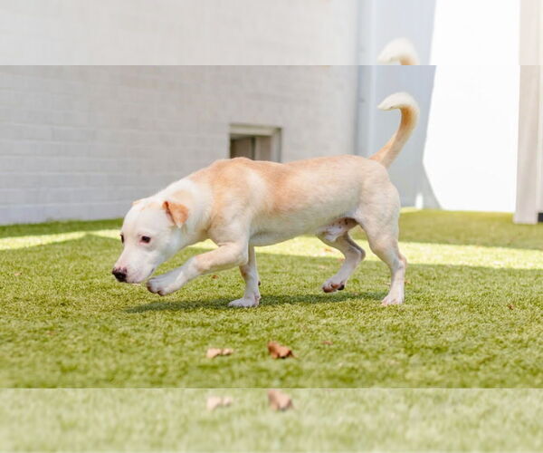 Medium Photo #2 Mutt Puppy For Sale in Canton, CT, USA