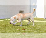 Small #1 Mutt