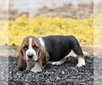 Small #2 Basset Hound