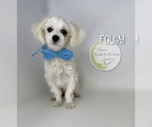 Maltese Dogs for adoption in Benton, LA, USA