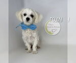 Small Maltese