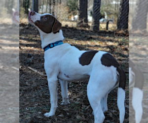 Butch. Urgently needs Foster or Adopter - Male German Shorthaired Pointer-Unknown Mix Dog for Adoption - Photo #3