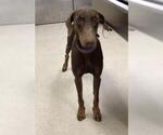 Small Doberman Pinscher