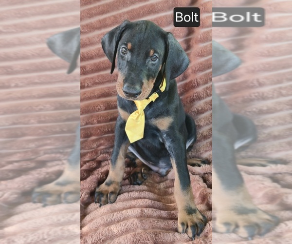 Medium Photo #4 Doberman Pinscher Puppy For Sale in ALBANY, OH, USA