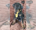 Small #3 Doberman Pinscher
