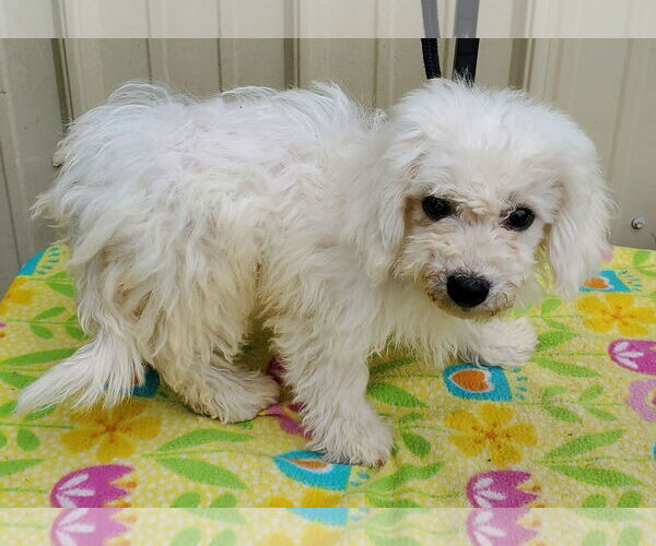 Medium Photo #3 Bichon Frise Puppy For Sale in Mountain View, MO, USA