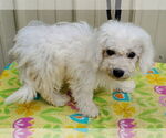 Small #2 Bichon Frise