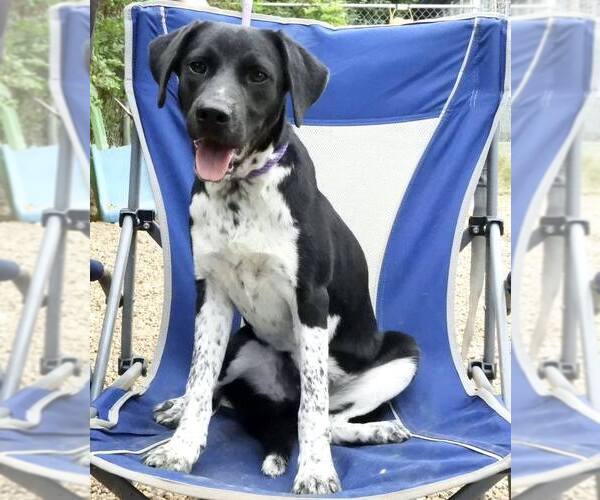 Medium Photo #2 Lab-Pointer Puppy For Sale in Anniston, AL, USA