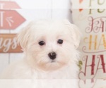 Small #1 Maltese