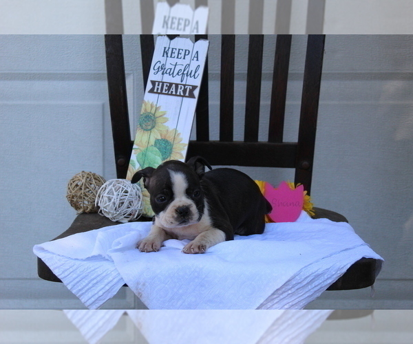 Medium Photo #6 Faux Frenchbo Bulldog Puppy For Sale in SEARS, MI, USA