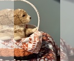 Small Photo #11 Goldendoodle (Miniature) Puppy For Sale in CARNEGIE, PA, USA