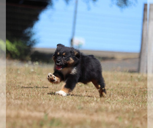 Australian Shepherd Puppy for Sale in CHEHALIS, Washington USA
