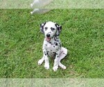 Small Photo #4 Dalmatian Puppy For Sale in MYRTLE BEACH, SC, USA