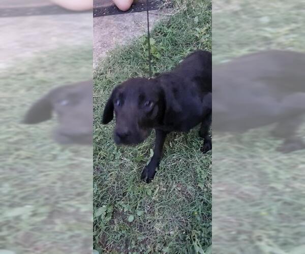 Medium Photo #1 Labrador Retriever-Unknown Mix Puppy For Sale in San Antonio, TX, USA