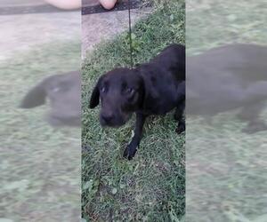 Labrador Retriever-Unknown Mix Dogs for adoption in San Antonio, TX, USA