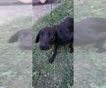 Small Labrador Retriever Mix