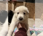 Puppy Riot German Shepherd Dog