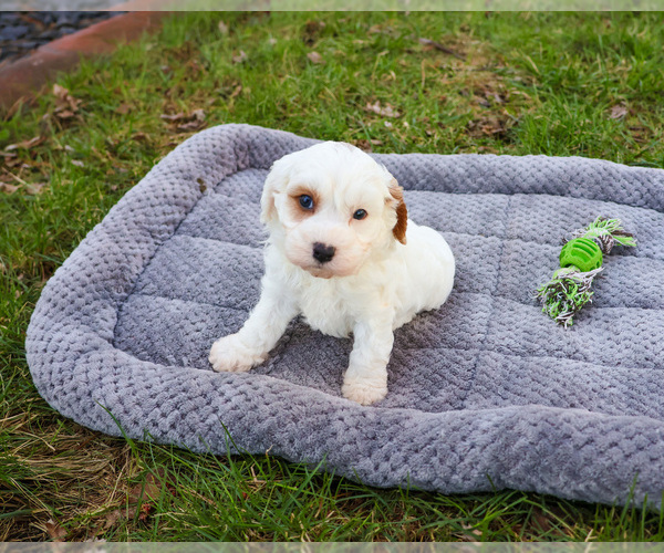 Medium Photo #3 Cavapoo (Miniature) Puppy For Sale in SYRACUSE, IN, USA