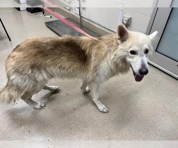 Medium Photo #1 German Shepherd Dog-Siberian Husky Mix Puppy For Sale in Grand Prairie, TX, USA