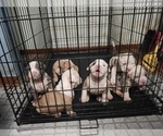 Small Photo #3 Olde Bulldog Puppy For Sale in CHICAGO HEIGHTS, IL, USA